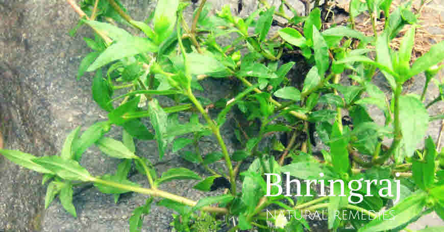 bhringraj medicinal usage