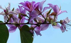 Kachnar flower