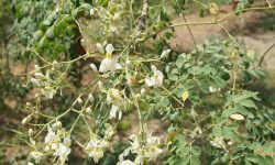 Moringa Flower