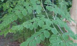 Moringa leaves