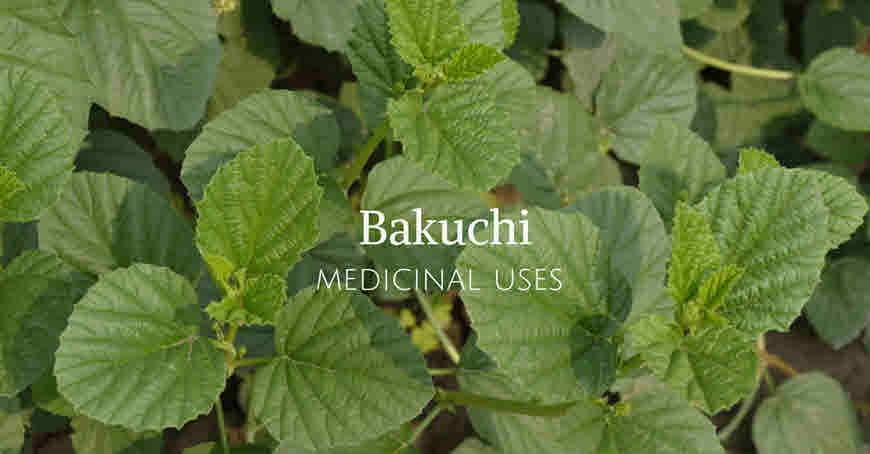 bakuchi medicinal usage