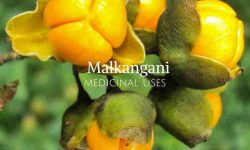 malkangani medicinal usage