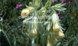 onosma echioides medicinal uses