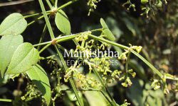 manjishtha medicinal uses