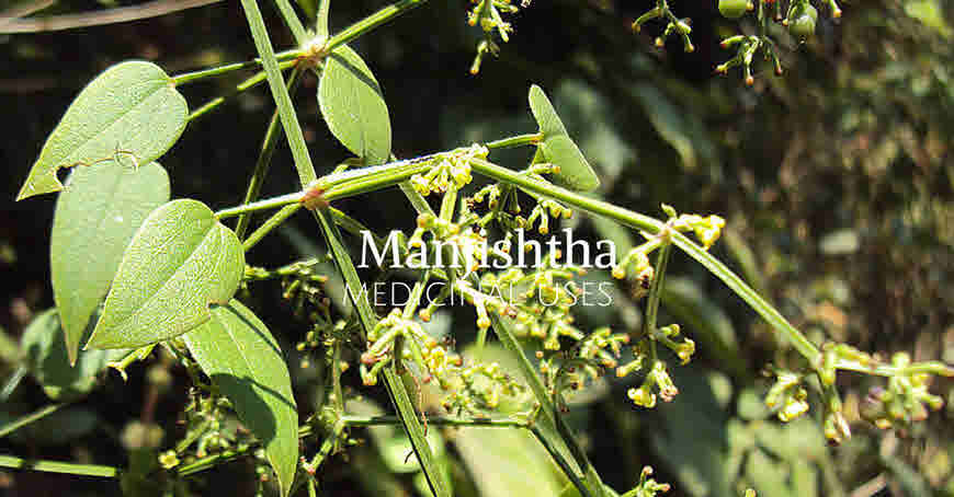 manjishtha medicinal uses