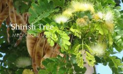 shirish tree medicinal uses