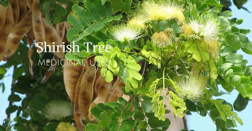 shirish tree medicinal uses