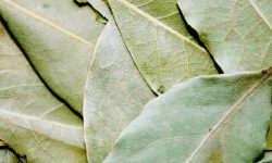 bay leaf medicinal uses