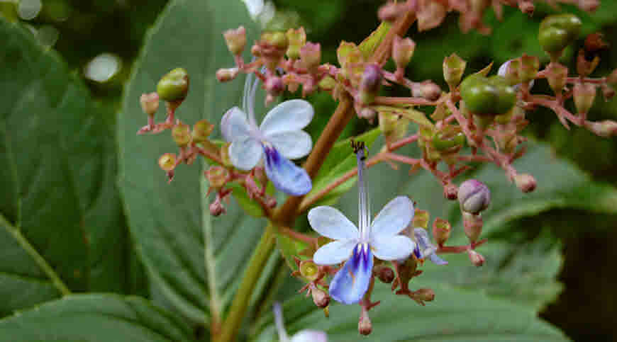 bharangi medicinal usage