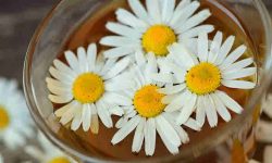 Chamomile flower