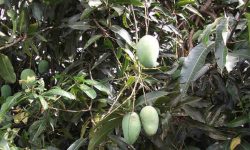 mango leaves medicinal usage