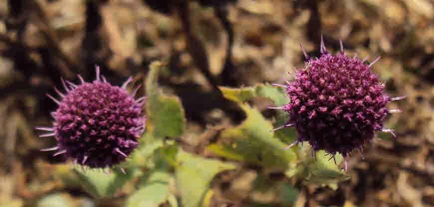 gorakhmundi herb