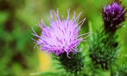 Milk thistle