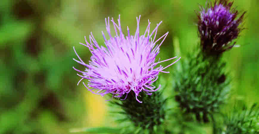 Milk thistle