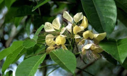 varun tree medicinal uses