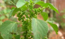 indian acalypha medicinal uses