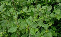 prickly chaff in ayurveda