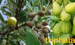 triphala churn