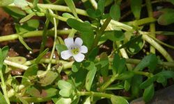 Brahmi medicinal uses