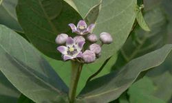 madar plant medicinal uses