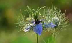 Nigella Sativa flower