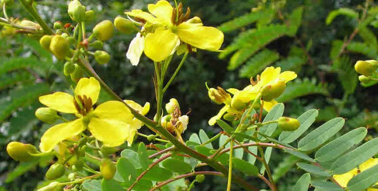 5-senna-leaf-benefits-and-side