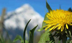 dandelion health benefits