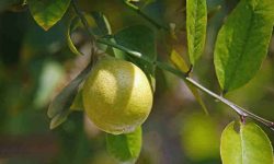 lemon leaves