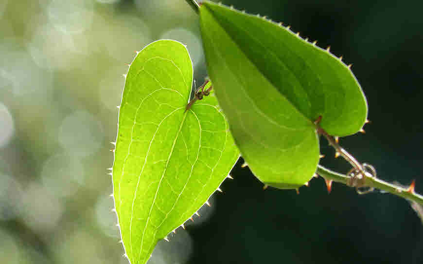 anantmol medicinal properties