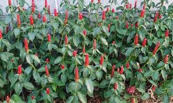 Costus medicinal uses