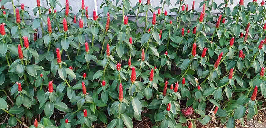 Costus medicinal uses