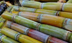 sugar cane health benefits