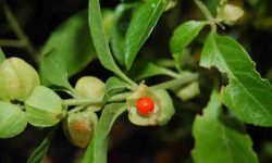 ashwagandha plant