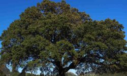 camphor tree