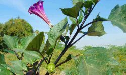 datura plant medicinal uses in ayurveda