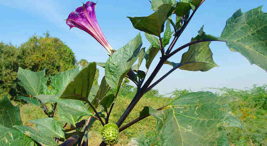 datura plant medicinal uses in ayurveda