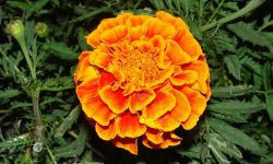 marigold-flower