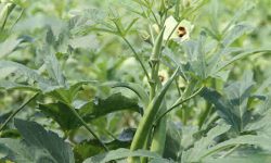 okra medicinal uses