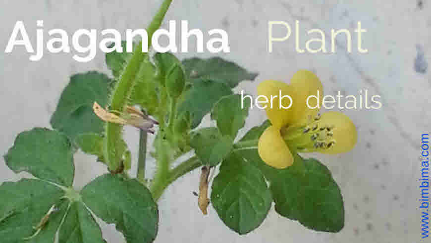 ajagandha medicinal uses