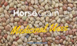 Horse-gram medicinal uses