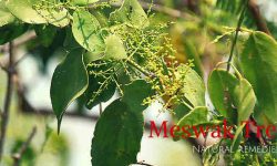 Meswak tree