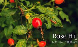 Rose hips medicine values