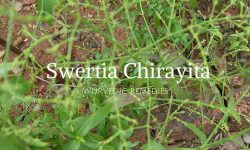 chirayata