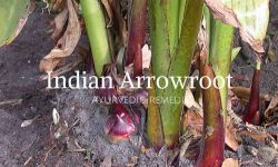 Indian arrowroot plant