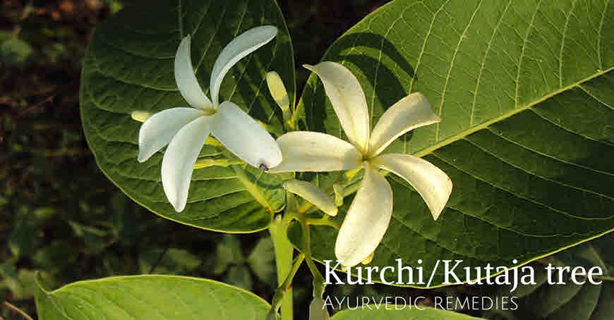 kutaj tree medicinal uses