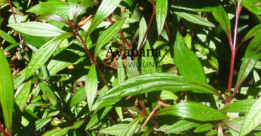 ayapana medicinal uses