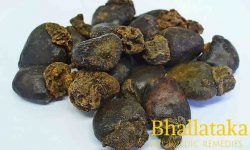 bhallataka medicinal uses