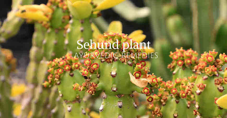 sehund plant