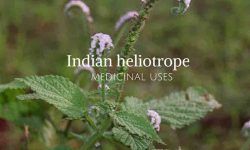 Indian heliotrope