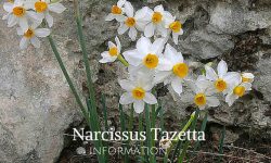 narcissus tazetta